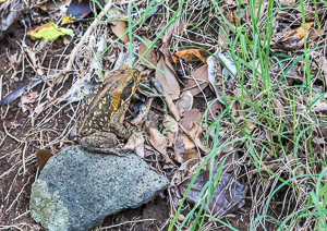 Toad along the Trail, Carriacou.